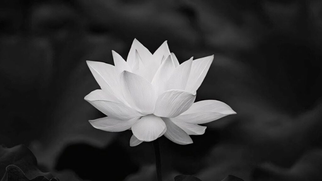 Avatar chia buồn hoa sen trắng đám tang trang nghiêm