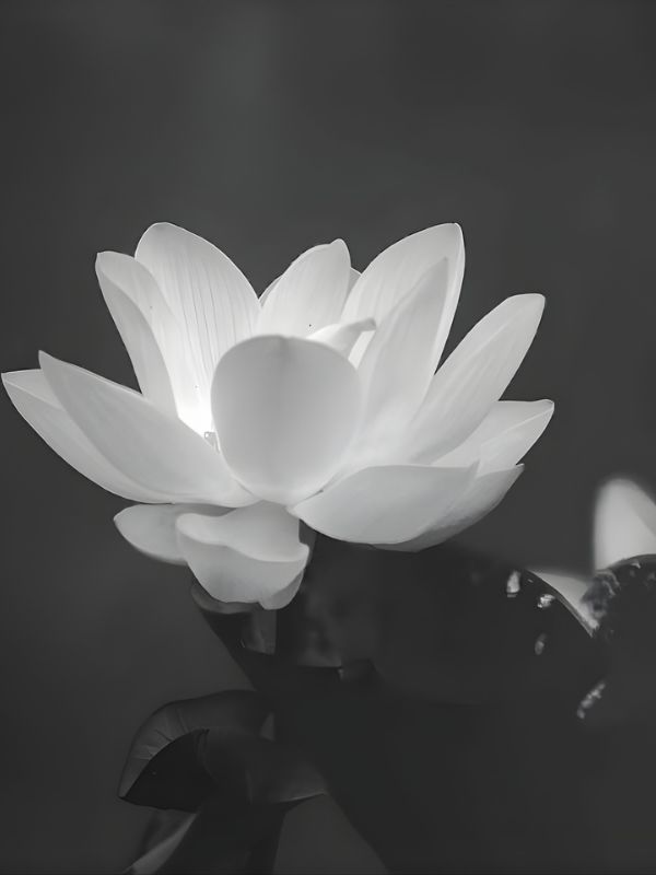 Avatar chia buồn hoa sen trắng đám tang trang nghiêm