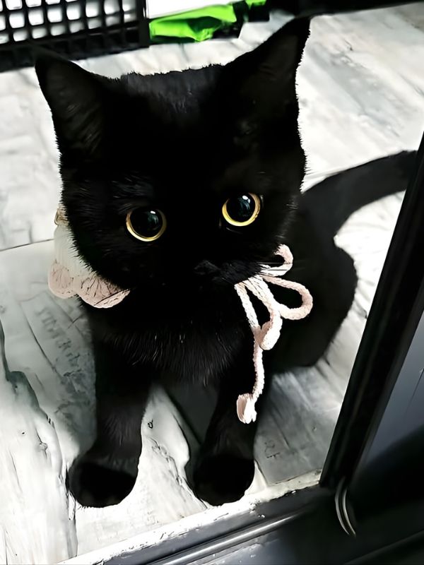 Avatar mèo cute miễn phí, siêu cấp đáng yêu