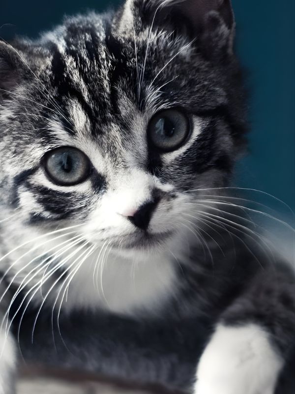 Hình nền iphone 15 pro max cực nét