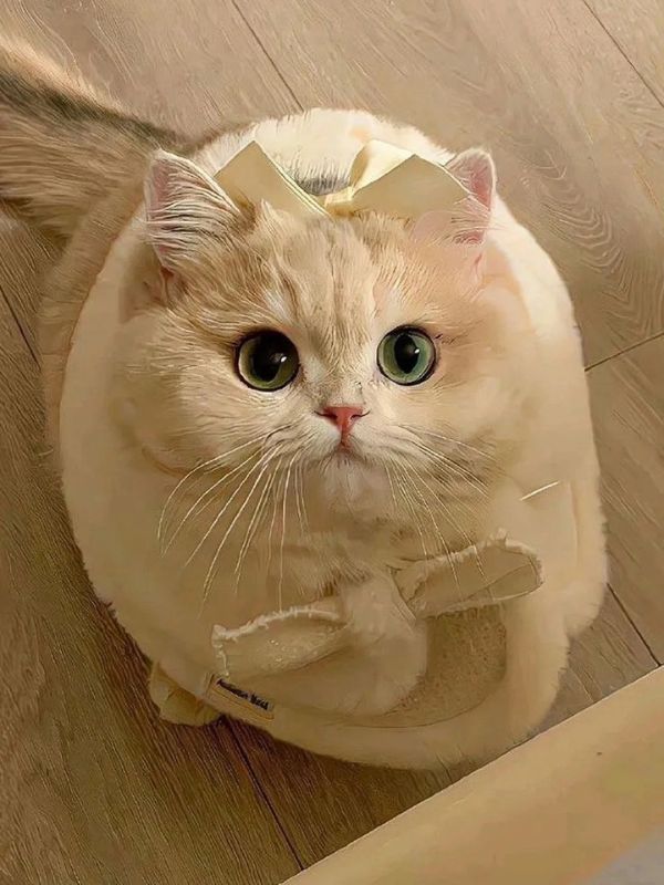 Avatar ảnh mèo cute hot trend hiện nay 