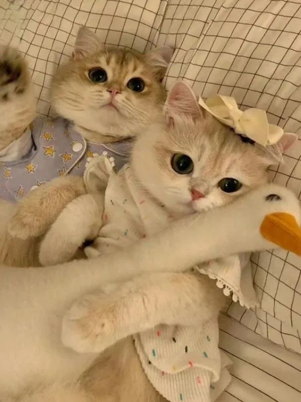 Avatar ảnh mèo cute hot trend hiện nay 