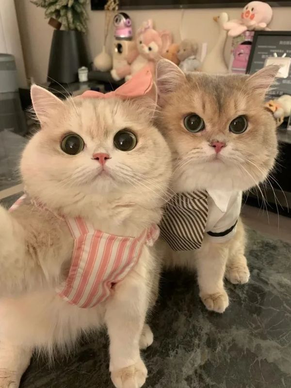 Avatar ảnh mèo cute hot trend hiện nay 