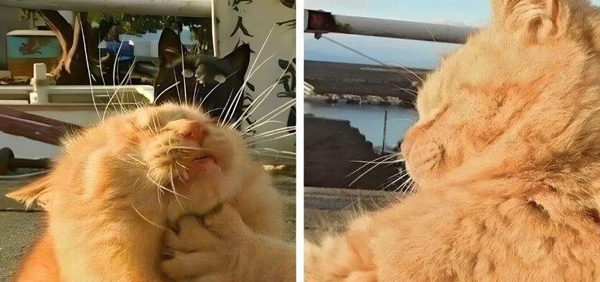 Avatar đôi vô tri cute dành cho các cặp đôi