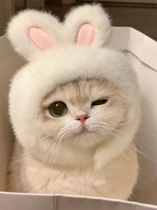 Avatar mặc định cute và hot trend trên mạng xã hội