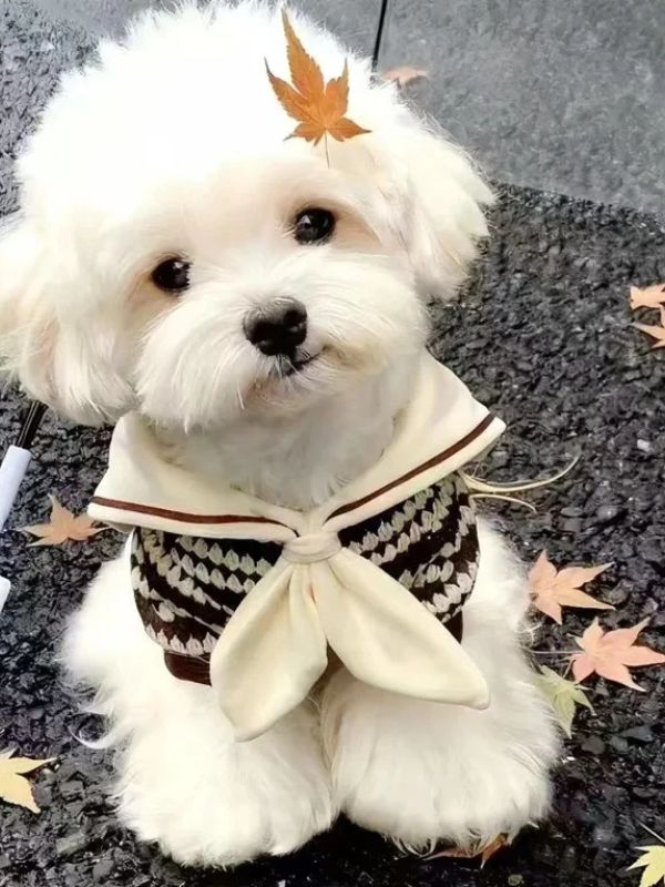 Avatar mặc định cute và hot trend trên mạng xã hội