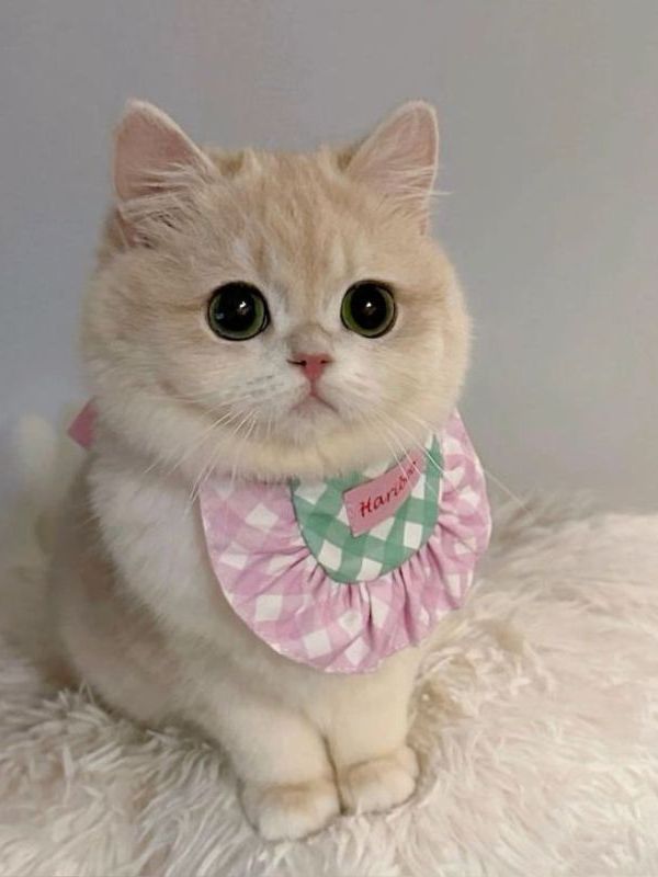 Avatar mặc định cute và hot trend trên mạng xã hội