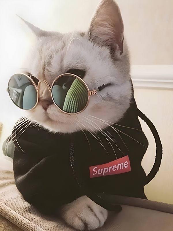 Avatar mèo siêu hot dành cho các con sen