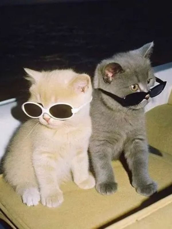 Avatar đôi cho 2 người vừa lãng mạn vừa cute
