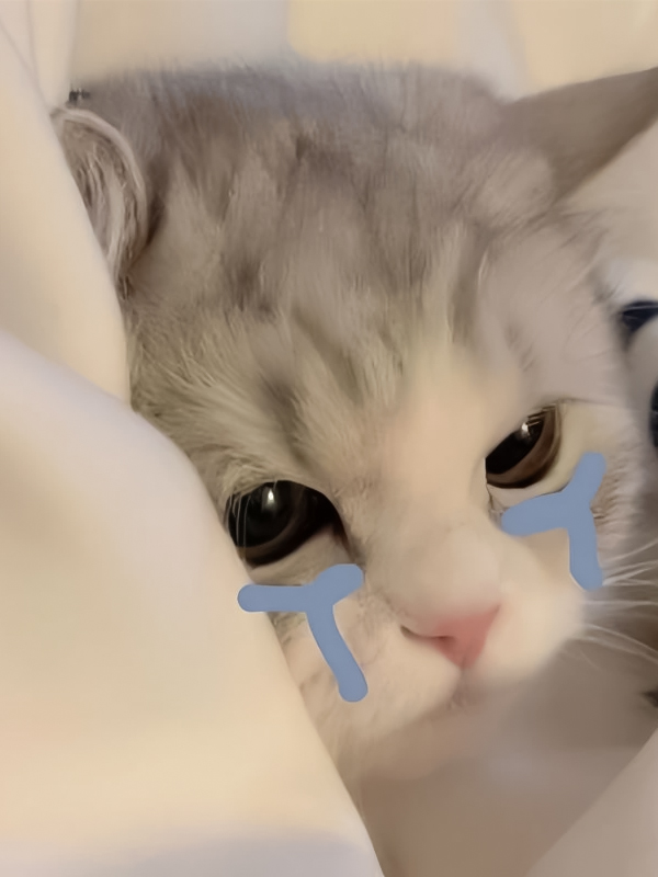 Avatar vô tri mèo meme nổi tiếng trên mạng xã hội