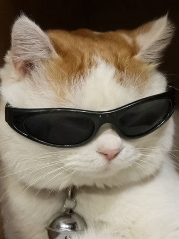Avatar vô tri mèo meme nổi tiếng trên mạng xã hội