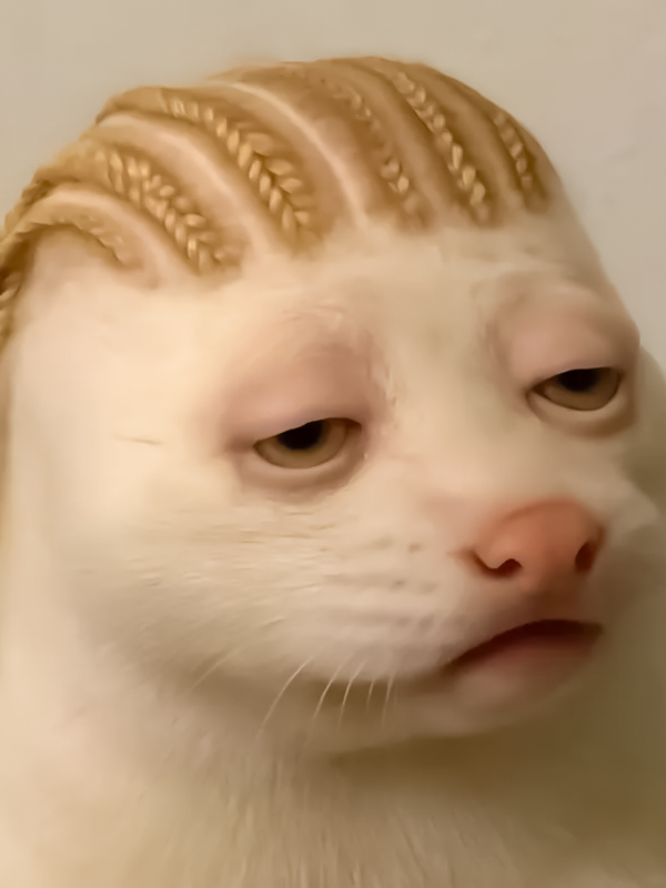 Avatar vô tri mèo meme nổi tiếng trên mạng xã hội