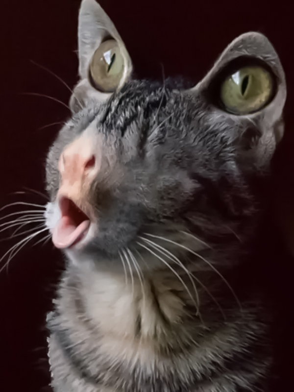 Avatar vô tri mèo meme nổi tiếng trên mạng xã hội