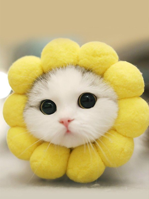 Hình ảnh cute anime động vật dễ thương