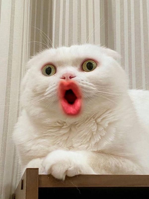 Meme bất ngờ siêu hài hước đang viral hiện nay