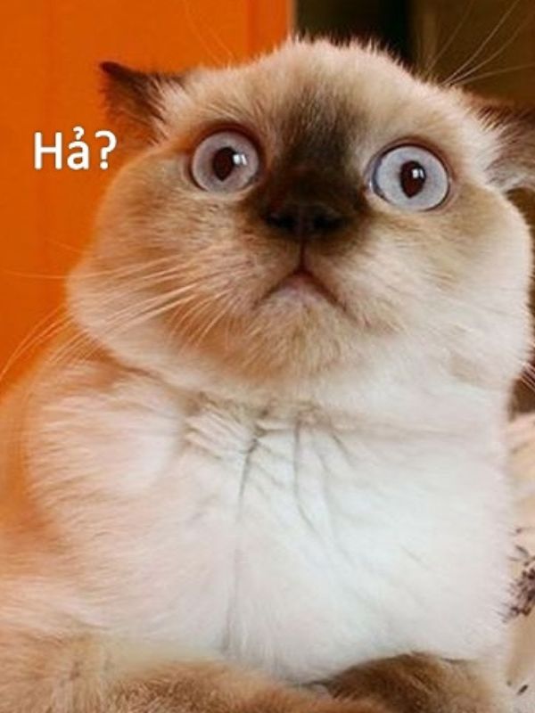 Meme bất ngờ siêu hài hước đang viral hiện nay