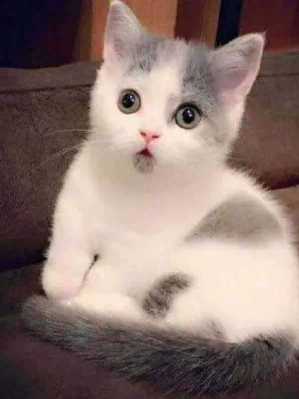 Meme bất ngờ siêu hài hước đang viral hiện nay