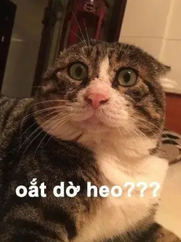 Meme bất ngờ siêu hài hước đang viral hiện nay