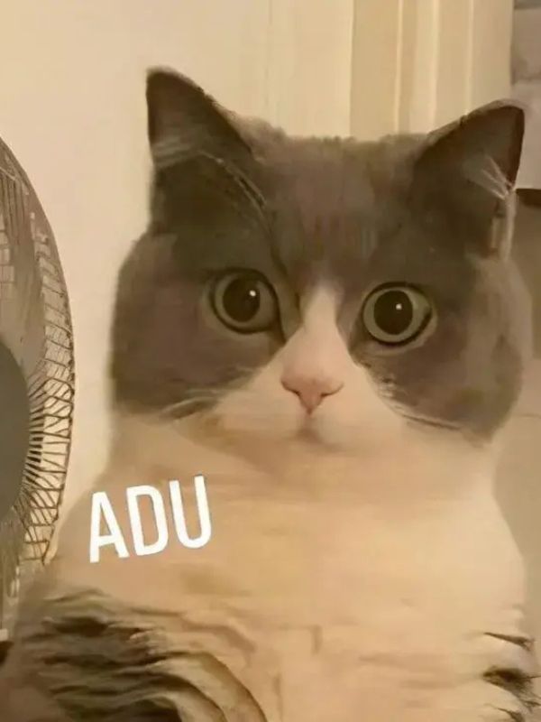 Meme bất ngờ siêu hài hước đang viral hiện nay