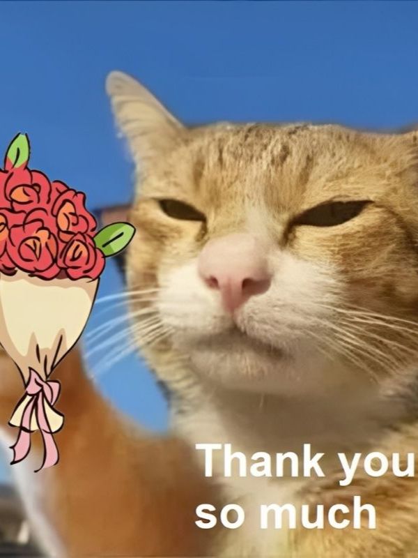 Meme cảm ơn dễ thương, hài hước và cực bá đạo