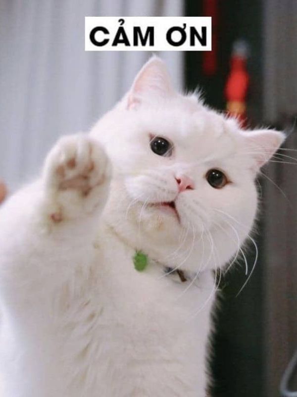 Meme cảm ơn dễ thương, hài hước và cực bá đạo