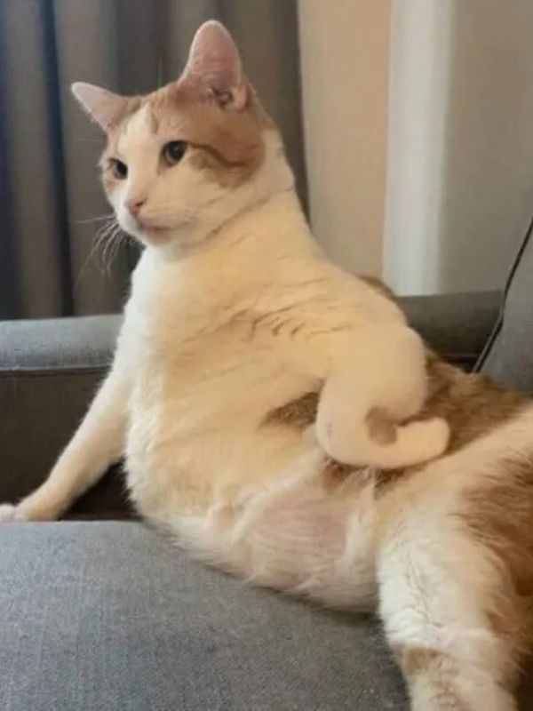 Meme chống nạnh vừa bá đạo vừa hài hước