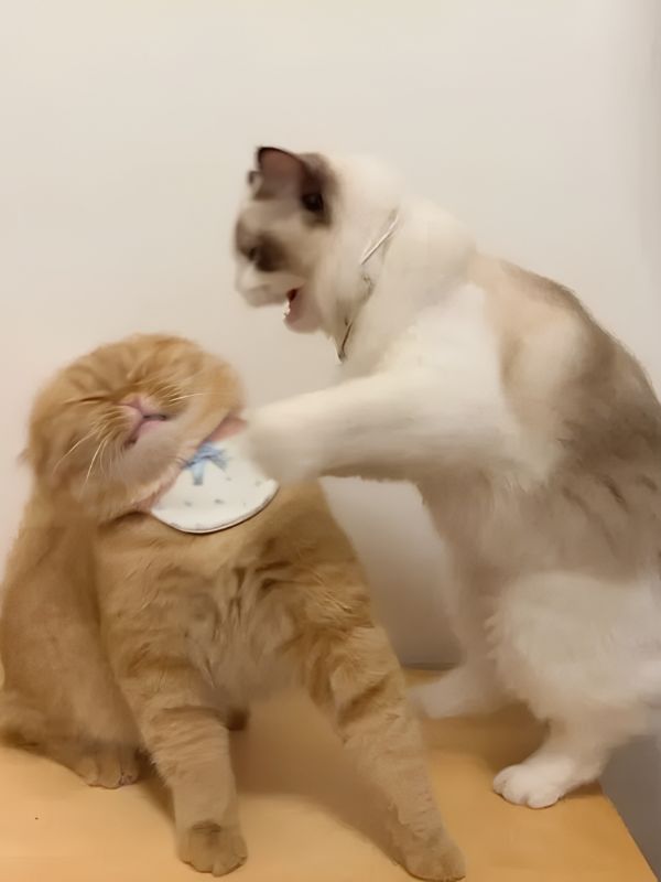 Ảnh meme đấm nhau gây ấn tượng khi cần quăng miếng