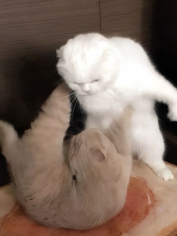 Ảnh meme đấm nhau gây ấn tượng khi cần quăng miếng