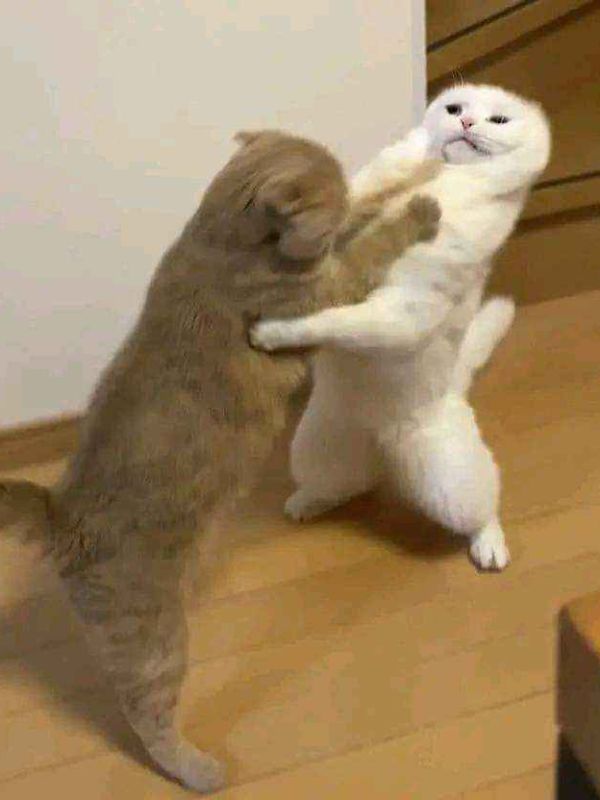 Ảnh meme đấm nhau gây ấn tượng khi cần quăng miếng