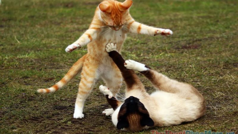 Meme đánh hài hước giúp cuộc trò chuyện thêm thú vị