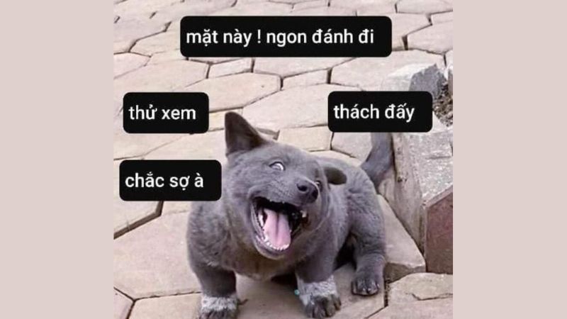 Meme đánh hài hước giúp cuộc trò chuyện thêm thú vị