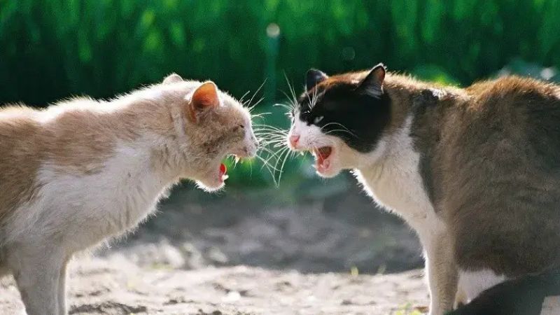Meme đánh hài hước giúp cuộc trò chuyện thêm thú vị