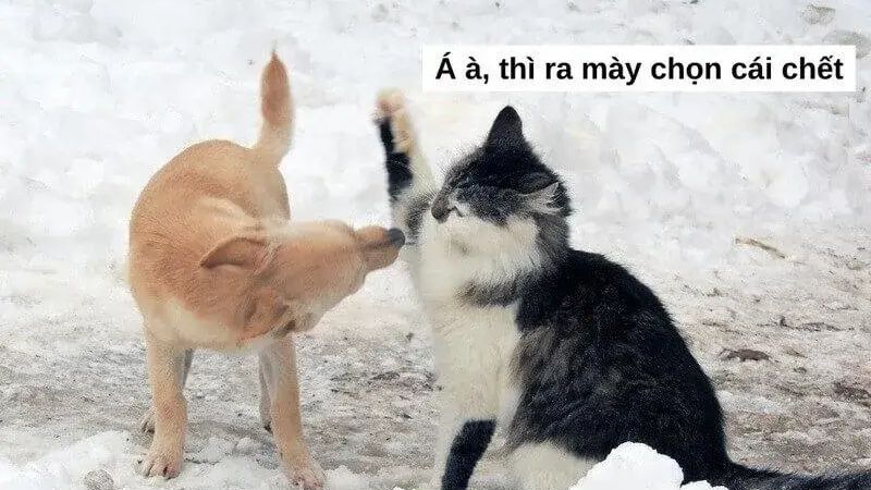 Meme đánh hài hước giúp cuộc trò chuyện thêm thú vị