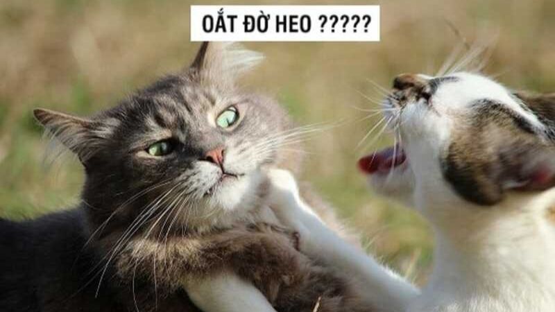 Meme đánh hài hước giúp cuộc trò chuyện thêm thú vị
