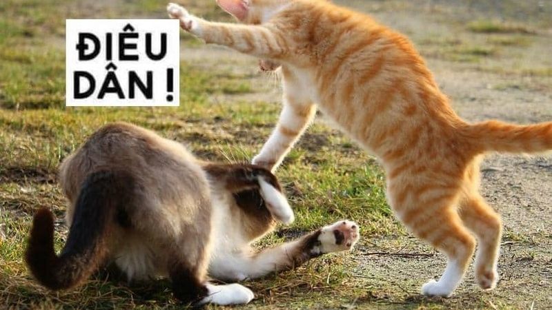 Meme đánh hài hước giúp cuộc trò chuyện thêm thú vị