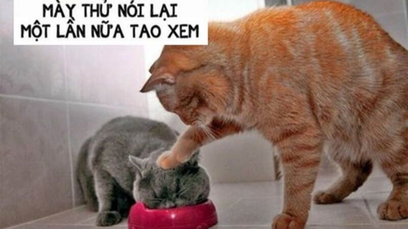 Meme đánh hài hước giúp cuộc trò chuyện thêm thú vị