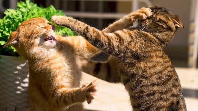 Meme đánh hài hước giúp cuộc trò chuyện thêm thú vị
