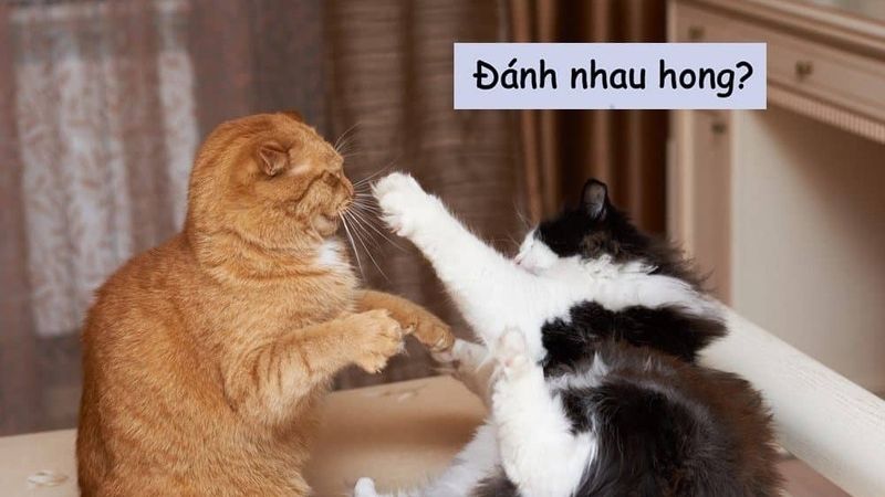 Meme đánh hài hước giúp cuộc trò chuyện thêm thú vị