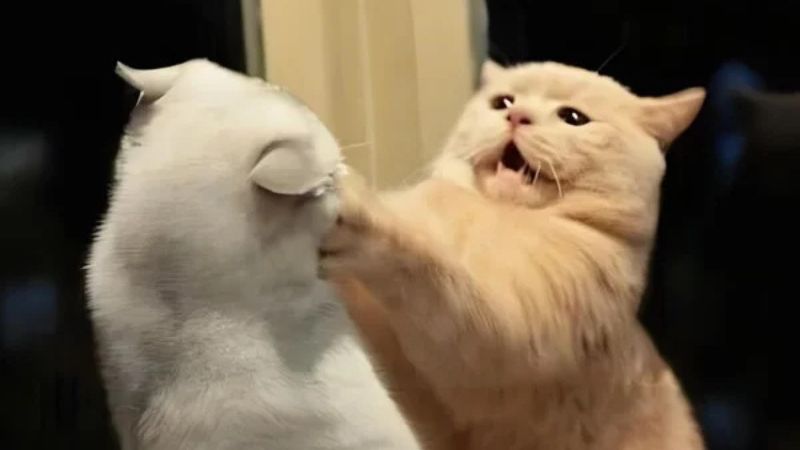 Meme đánh hài hước giúp cuộc trò chuyện thêm thú vị