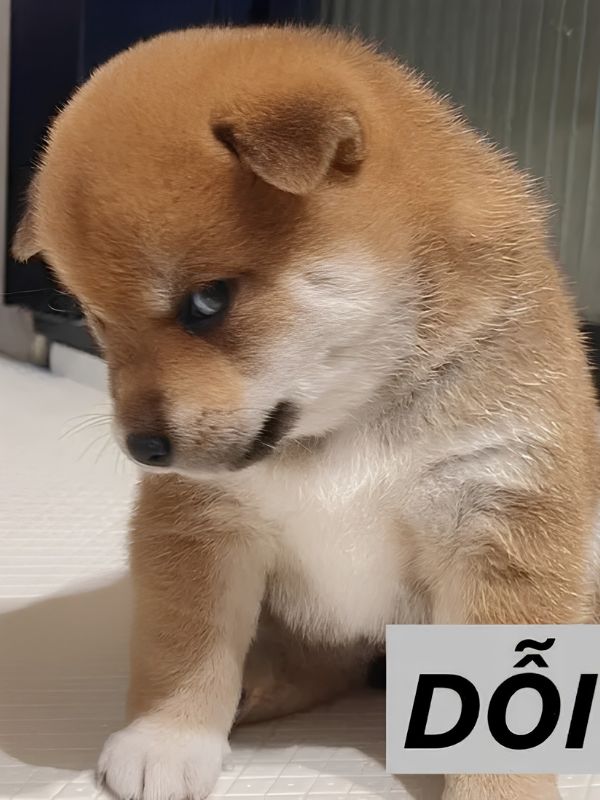 Meme giận dỗi đáng yêu, hài hước và cực giải trí