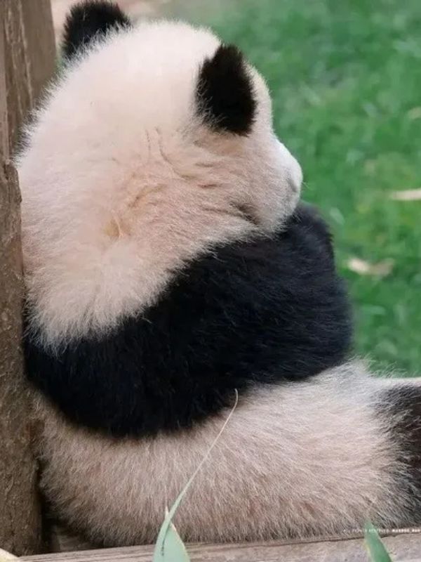 Meme giận dỗi đáng yêu, hài hước và cực giải trí