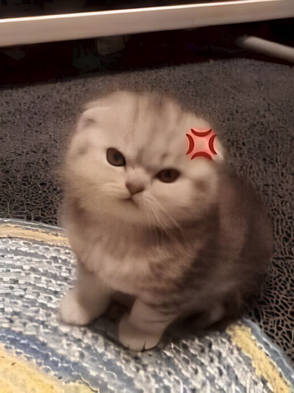 Meme giận dỗi đáng yêu, hài hước và cực giải trí