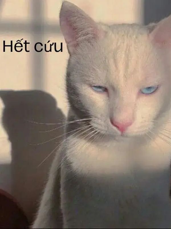 Meme hết cứu đỉnh cao giải trí, cười ra nước mắt