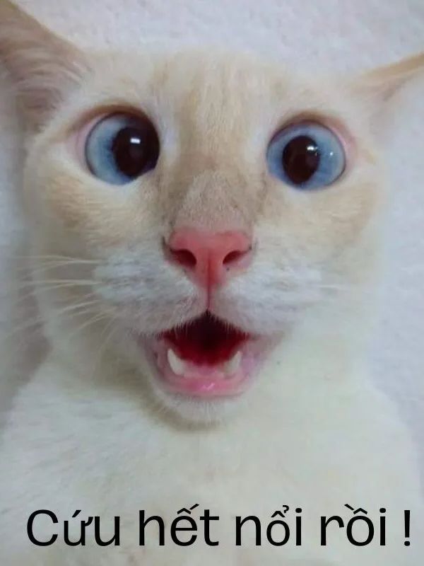 Meme hết cứu đỉnh cao giải trí, cười ra nước mắt