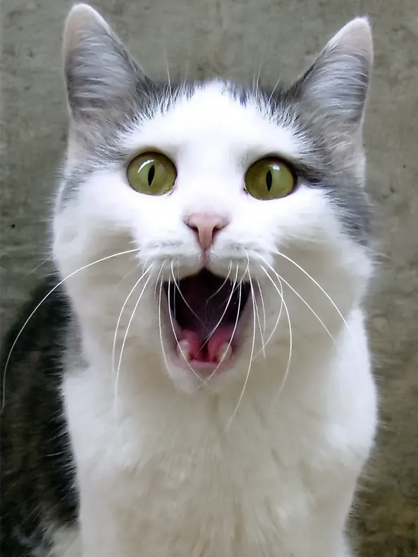 Avatar meme hoảng loạn động vật cực đáng yêu