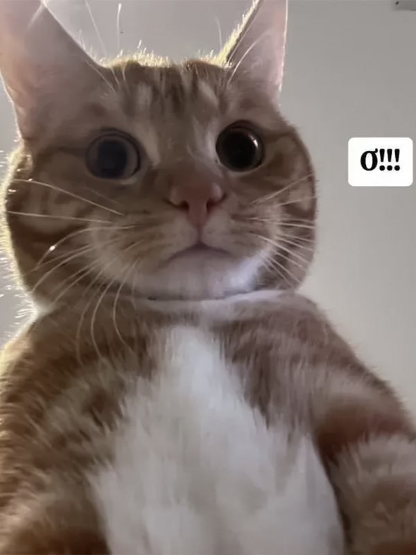 Avatar meme hoảng loạn khuôn mặt ngơ ngác hài hước