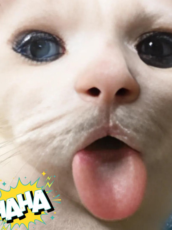 Avatar meme hoảng loạn động vật cực đáng yêu