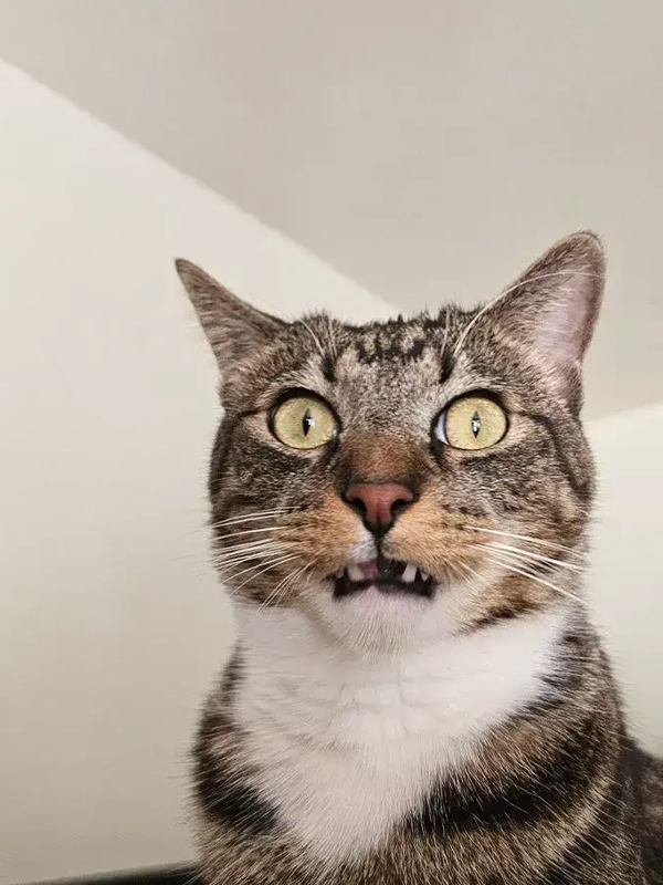 Avatar meme hoảng loạn động vật cực đáng yêu