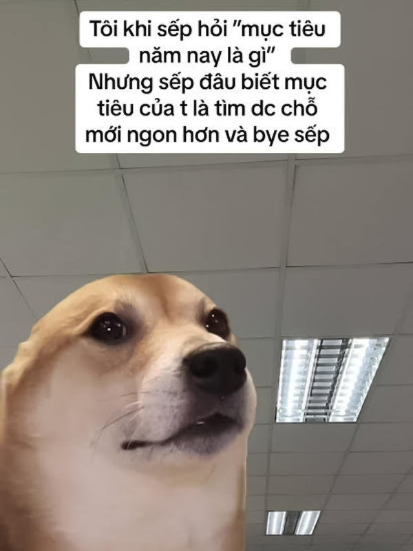 Meme khịa công việc và học tập