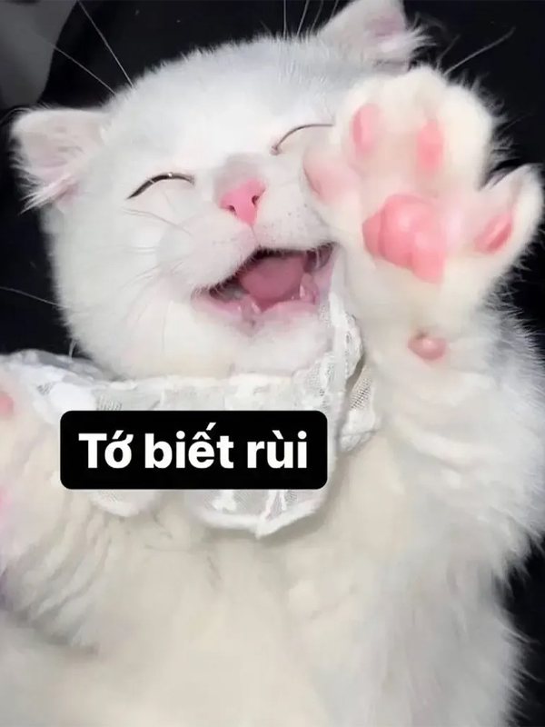 Meme khịa bằng động vật đáng yêu